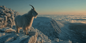 A lone mountain goat standing on a frost-covered summit beneath a golden sunrise.